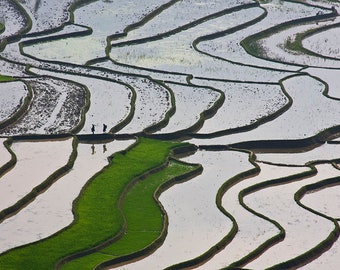 Two Workers Walk Through Sprawling Vietnam Rice Field | Photo Art for Home or Office Wall Decor | Great as a Tet Gift
