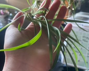 Baby spider plant clippings