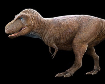 Daspletosaurus