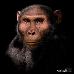 Australopithecus image 1