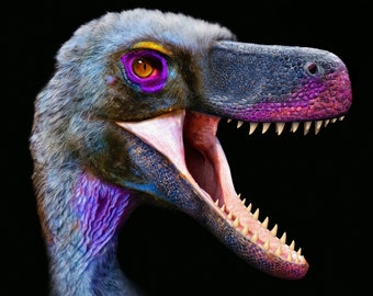 Velociraptor