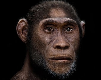特撮 Homo academicus 1284g - Homo Ergaster - Sainsbury Centre