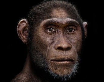 Homo erectus