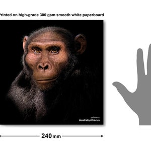 Australopithecus image 2