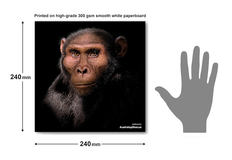 Australopithecus image 2