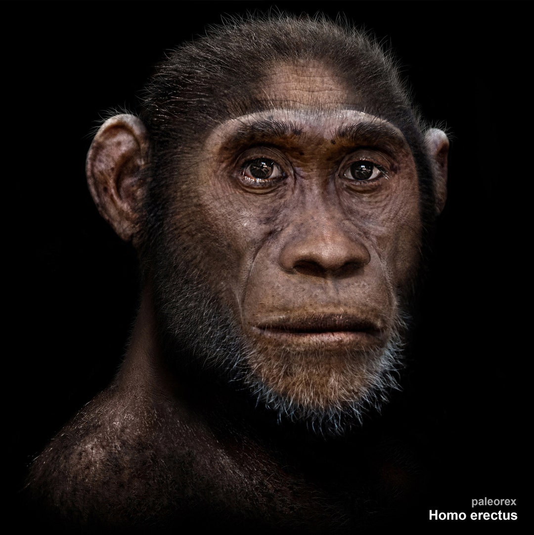 Homo Erectus - Etsy