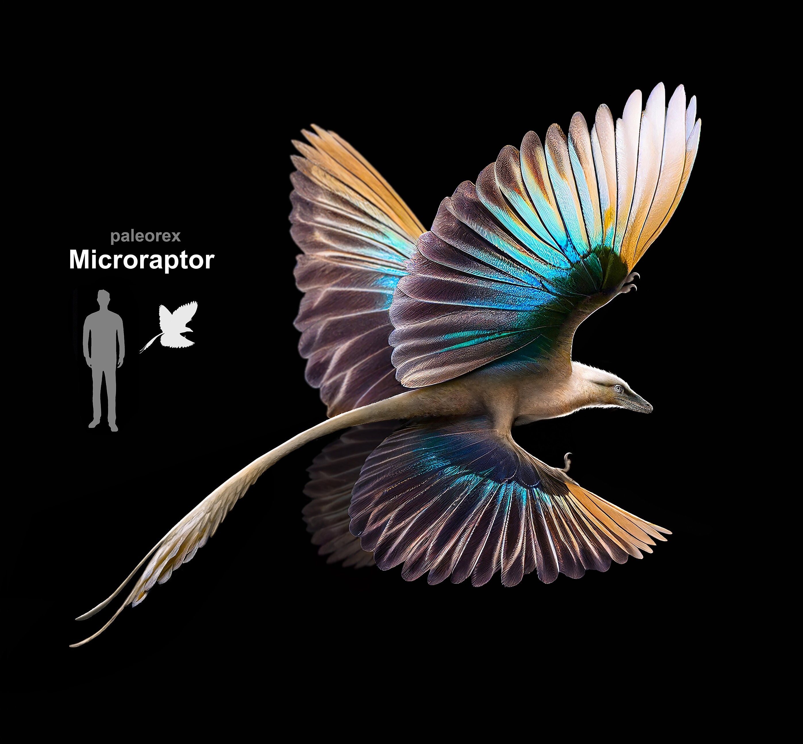 Microraptor Do Parque Pre Historico