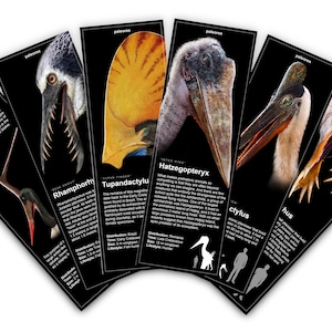 May include: A set of eight illustrated cards featuring different prehistoric bird species. Each card includes a detailed illustration of the bird's head, a description of the species, and its size compared to a human.