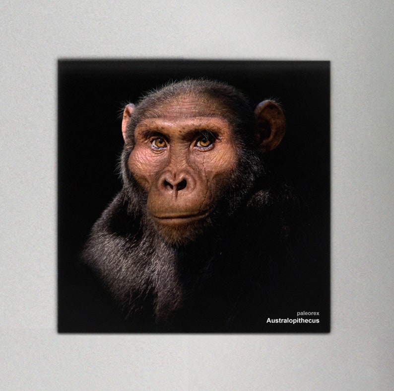 Australopithecus image 3