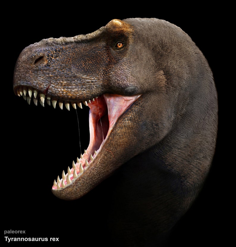 Tyrannosaurus rex image 1