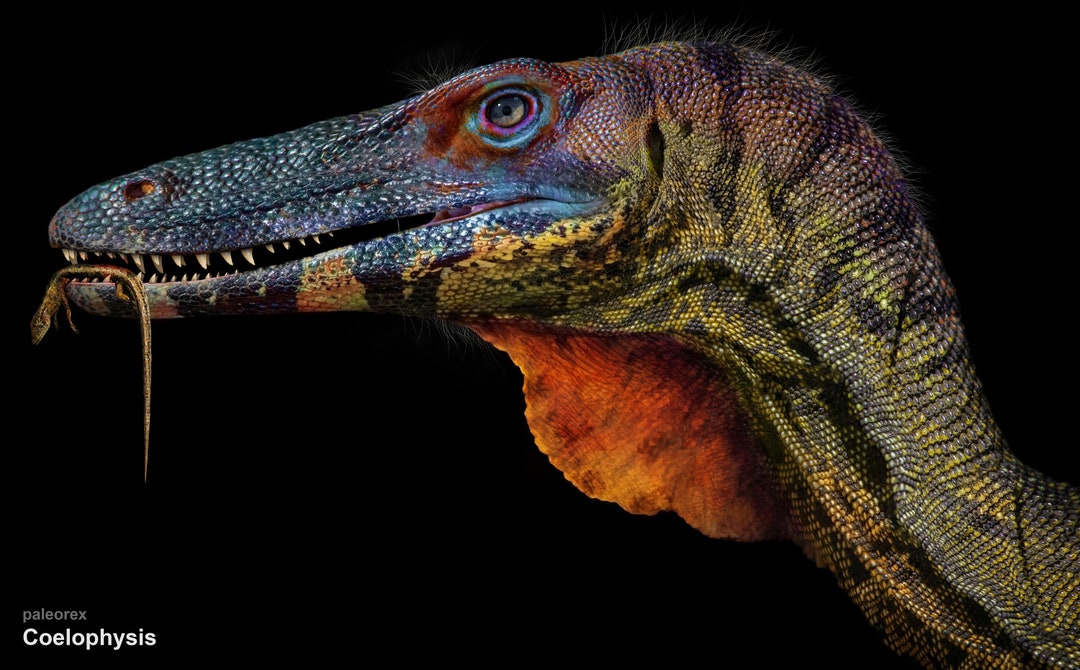 Coelophysis Etsy