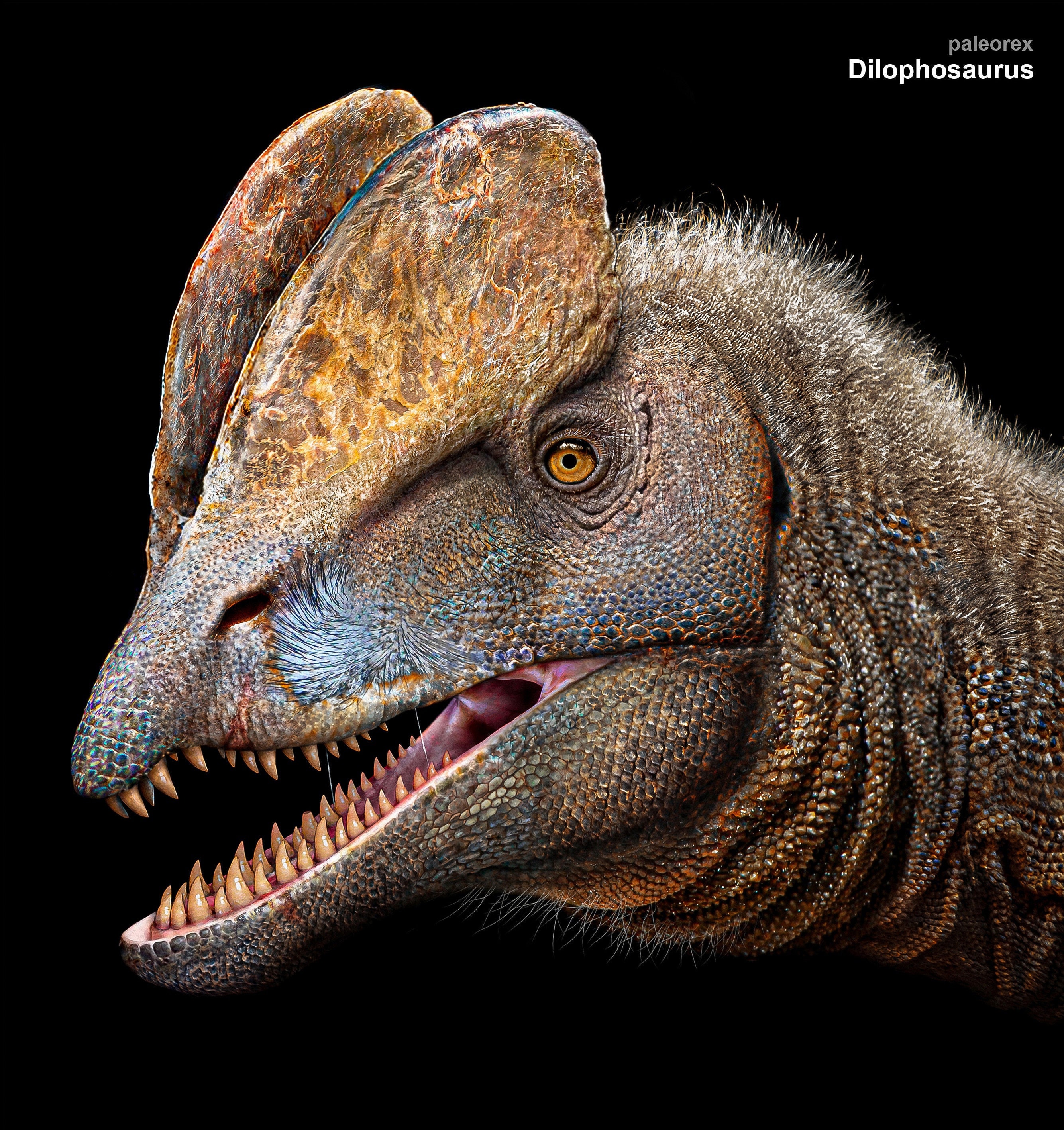 Dilophosaurus