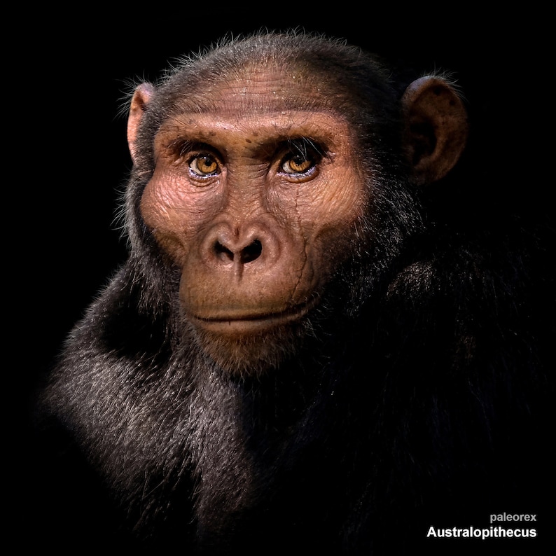 Australopithecus image 1