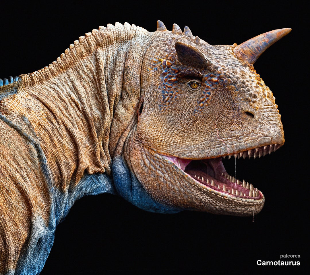 Carnotaurus Head Size Carnotaurus Head Size