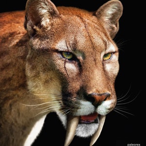 Smilodon