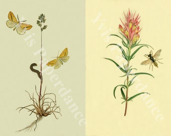 Wiesenzauber 04 10xA5 Buchseiten Datei für Randlosdruck A4 Papier, Scrapbooking Bastelpapier, antike Zeichnungen Blumen Insekten JPEG 300DPI