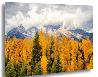 Grand Teton National Park Fall Colors Metal or Acrylic Print, Autumn Aspen Trees Mountain Wall Art