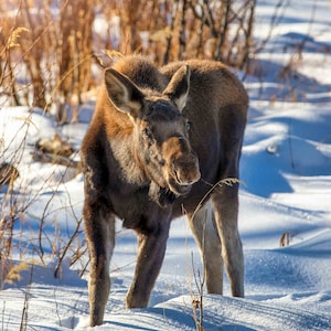 Moose Cow and Calf Photo, Rocky Mountain National Park, Colorado Canvas Wall Art Prints, Original Wildlife Photography, Canvas Decor