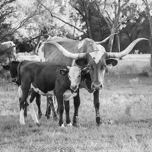 Texas Longhorn Black and White Cow Calf Print,  Canvas Wall Art Prints, Cow Wall Art, Western Decor, Rustic Wall Decor for Home and Office