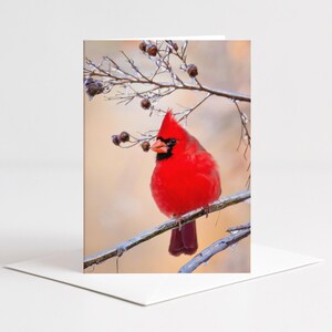 May include: A greeting card featuring a vibrant red cardinal perched on a branch. The bird has a black mask and beak, with a crest atop its head. The background is a soft, blurred mix of colors, and the branch is covered in ice.