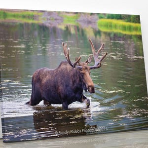 Bull Moose, Rocky Mountain National Park, Colorado Canvas Wall Art Prints, Wildlife Wall Photography, Canvas Decor for Home or Office