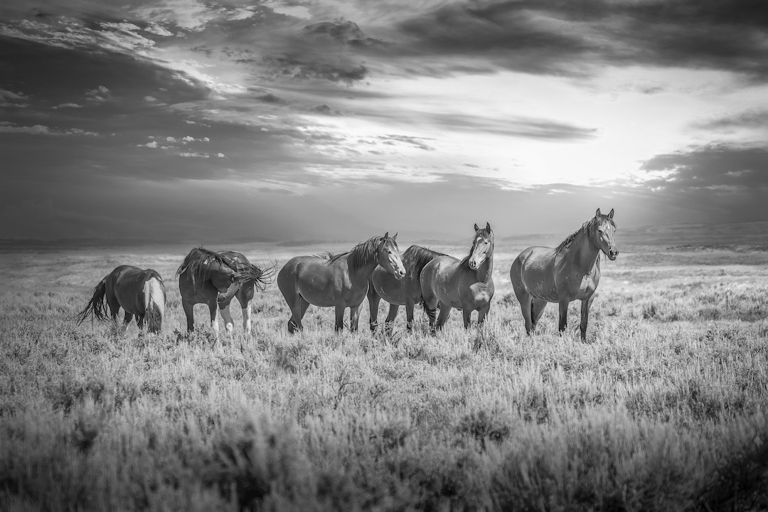 Black and White Wyoming Wild Horses Wall Art Print, Wild Mustang Photo ...