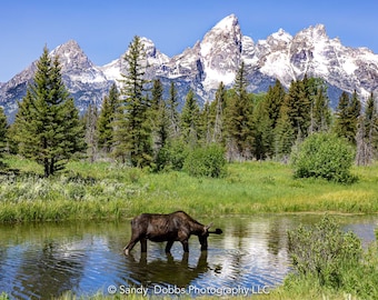 Grand Teton Mountain National Park, Moose Photography Wall Art, Wildlife Canvas, Landscape Prints, Decor for Home, Living, Office, Bedroom