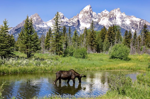 Grand Teton Mountain National Park, Moose Photography Wall Art, Wildlife Canvas, Landscape Prints, Decor for Home, Living, Office, Bedroom