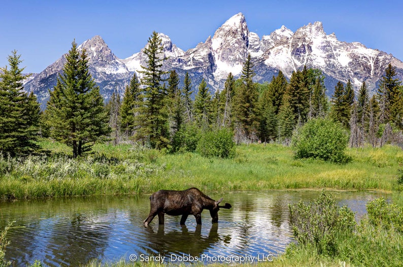 Op de afbeelding: Een bruine eland drinkt uit een vijver voor een bergketen met besneeuwde toppen. De bergen zijn op de achtergrond en de eland op de voorgrond. De vijver is omgeven door groen gras en bomen.