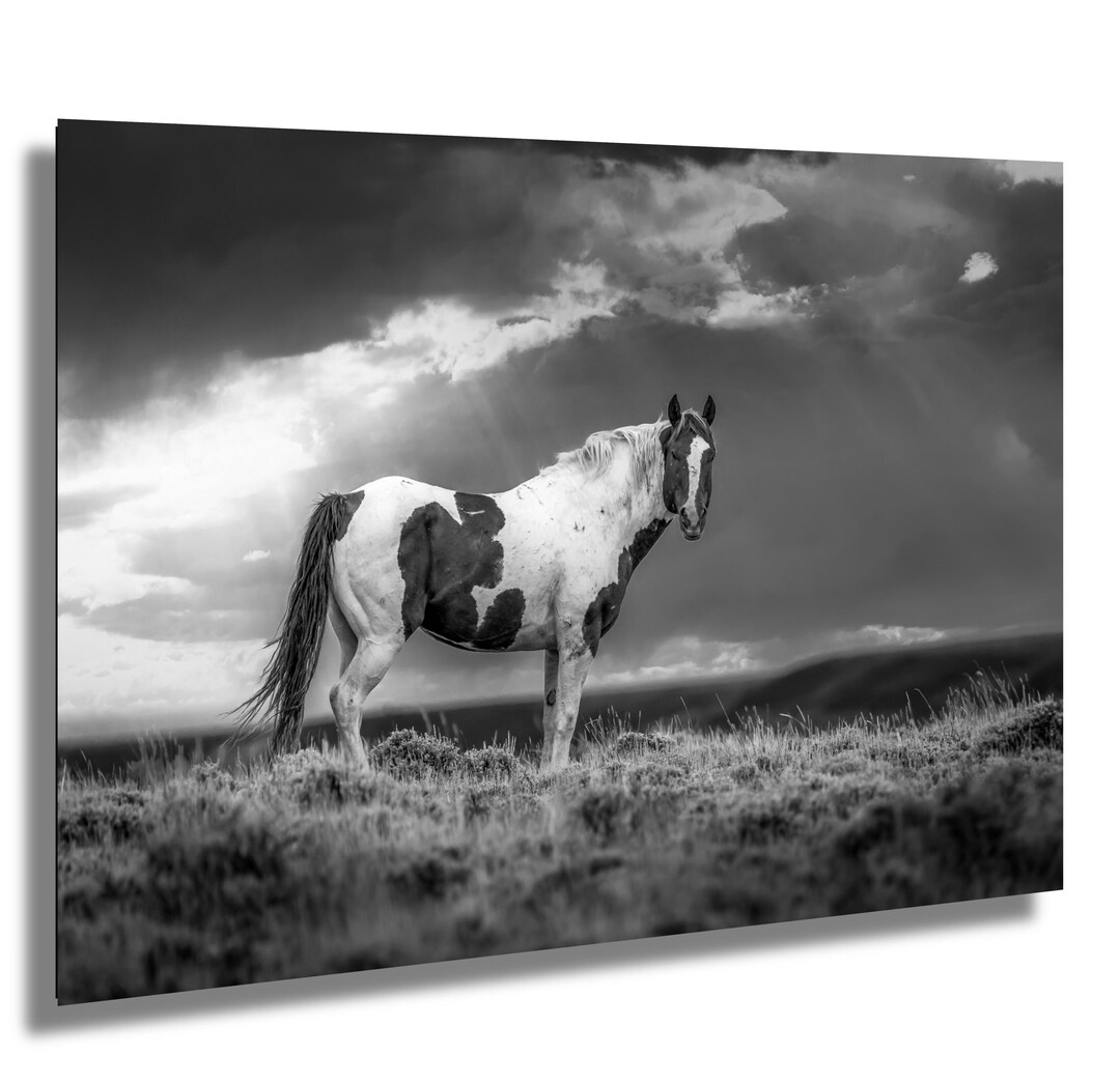 Wild Pinto Stallion Black and White Horse Metal or Acrylic Photo Print ...