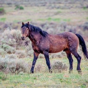 Wild Horse Wall Art Print, Wild Horse Photos, Wyoming Wildlife Canvas Prints, Cowboy Old West Decor for Home, Living Room, Bedroom, Office,