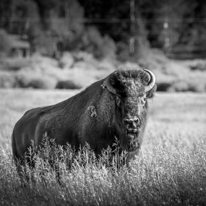 Bison muurkunst sepia print, Buffalo zwart-wit foto, Yellowstone National Park natuurfotografie, wildlife canvas western decor