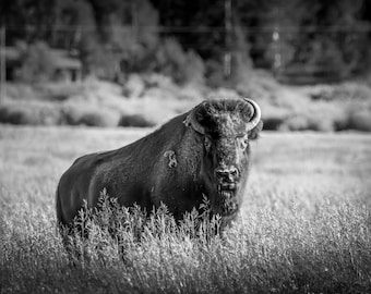Bison Wall Art Sepia Print, Buffalo Black and White Photo, Yellowstone National Park Wildlife Photography, Wildlife Canvas Western Decor