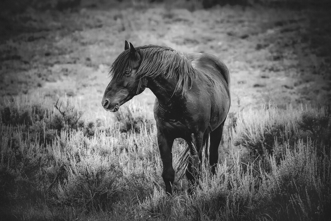 Wild Black Stallion Black White Photo, Mustang Horse Wall Art Print ...