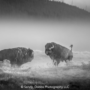 Buffalo Wall Art Print, bizon zwart-wit foto, Yellowstone National Park natuurfotografie, wildlife canvas western decor