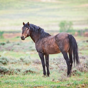Wild Stallion, Wild Horse Wall Art, Wild Mustang, Wyoming Wildlife Canvas Wall Art Prints, Decor for Home ,Living Room, Bedroom, Office