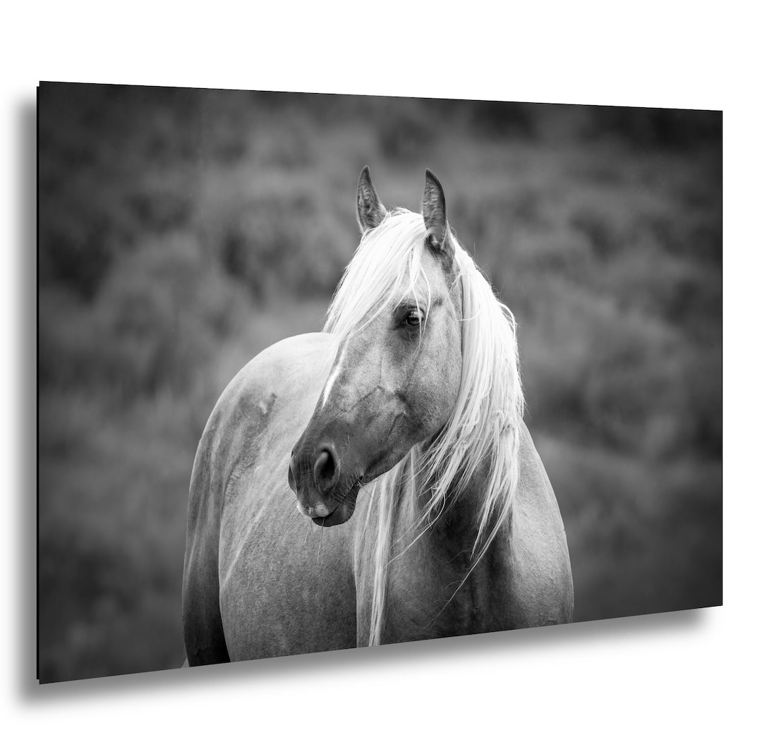Wyoming Mustang Black and White Print, Wild Palomino Horse Photo ...
