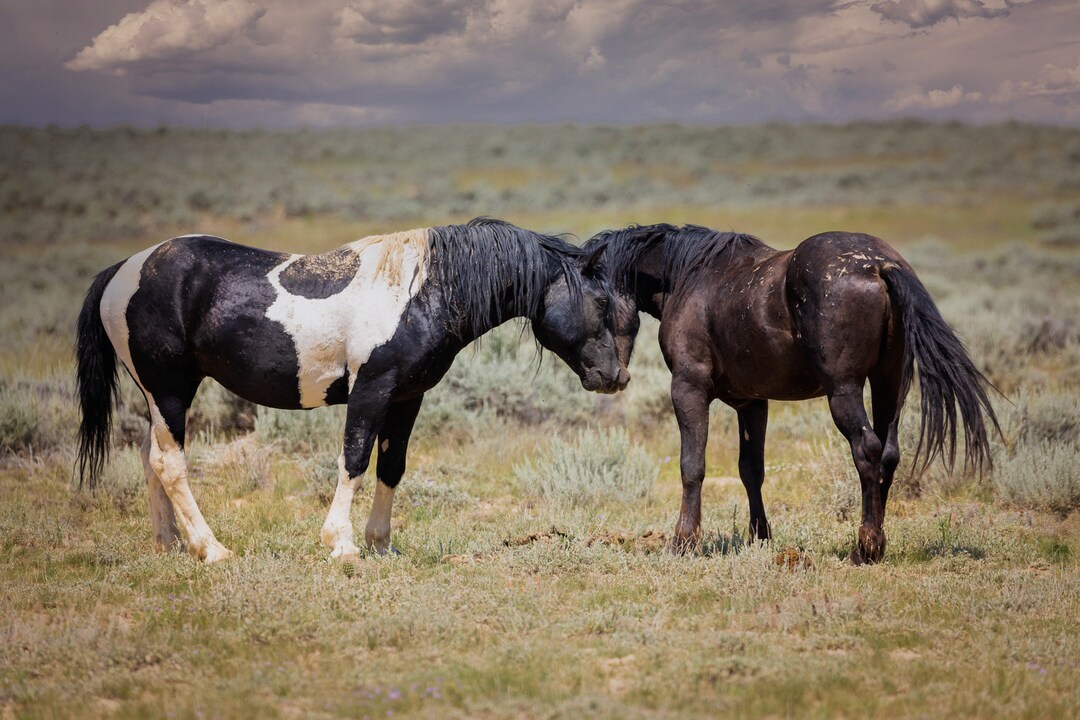 Wild Horses in Wyoming Wall Art Print, Wild Mustang Photo, Wildlife ...
