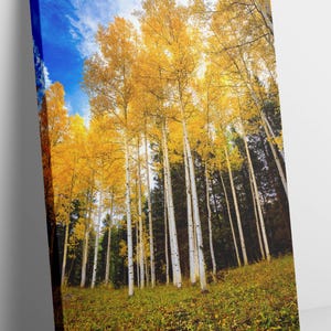May include: A view of a forest of tall, white-barked trees with yellow leaves against a blue sky with white clouds. The ground is covered in fallen leaves.