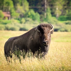 Foto Buffalo, bizon canvasafdruk, Yellowstone National Park natuurfotografie, Wildlife Wall Art Decor, originele fotograaf VS