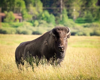Buffalo Photograph, Bison Canvas Print, Yellowstone National Park Wildlife Photography, Wildlife Wall Art Decor, USA Original Photographer