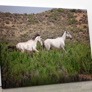 Wild Horses Running Photo Print, Wild Mustangs in Colorado Wall Art, Pinto and Gray Mares, Wildlife Canvas, Cowboy Old West Decor