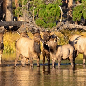 Bull Elk Herd in Water Photo, Wildlife Wall Canvas, Rocky Mountain National Park, Colorado Canvas Art Prints, Elk Photography, Made in USA