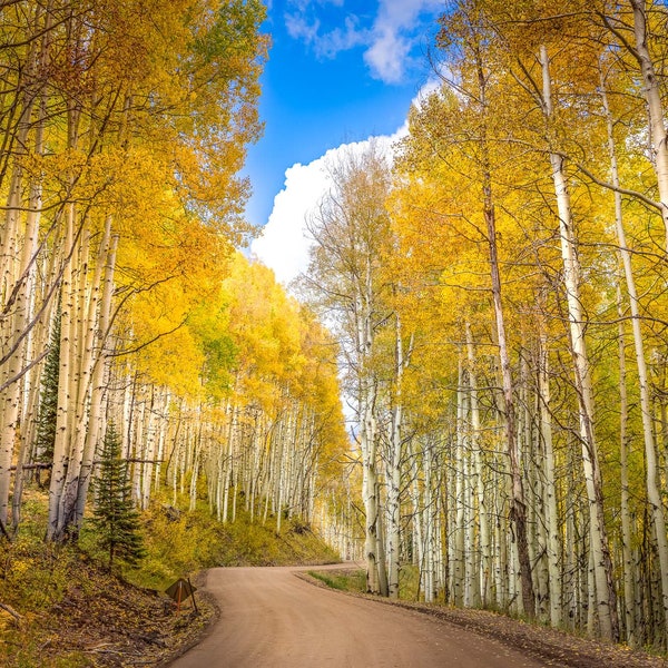 Photographie d'automne de tremble, trembles dorés du Colorado, butte à crête de Kebler Pass, paysage de montagnes Rocheuses, grande toile d'art mural nature
