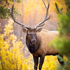 Bull Elk in Autumn Aspens, Wildlife Wall Canvas, Rocky Mountain National Park, Colorado Photography Art Print, Original Made in the USA