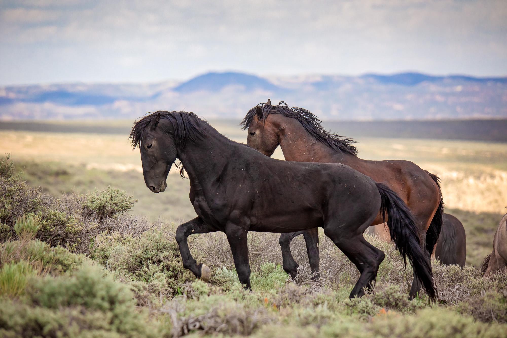 Wild Mustang Black Stallion Photo, Colorado Wildlife Art Print