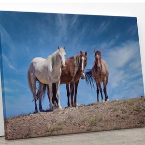 Wild Horses in Colorado Wall Art Print, Wild Mustangs Photo, Horse Lover Gift, Wildlife Canvas, Cowboy Old West Decor, Original Photography