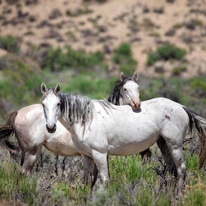 Wild Mustangs Photo, Wild Horses in Colorado Wall Art Print, Pinto and Gray Mares, Wildlife Canvas, Cowboy Old West Decor for Home or Office