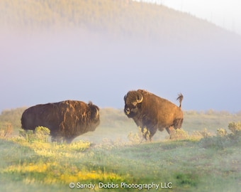 Buffalo Wall Art Print, Bison Photograph, Yellowstone National Park Wildlife Photography, Wildlife Canvas Decor, Western Landscape
