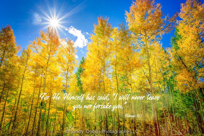 K&ouml;nnte beinhalten: Ein Foto eines Waldes aus goldenen Espen mit strahlend blauem Himmel und einer Sonne, die durch die B&auml;ume scheint. Der Text "Denn er selbst hat gesagt: "Ich werde dich niemals verlassen, niemals von dir lassen." Hebr&auml;er 13,5" ist &uuml;ber das Bild gelegt.